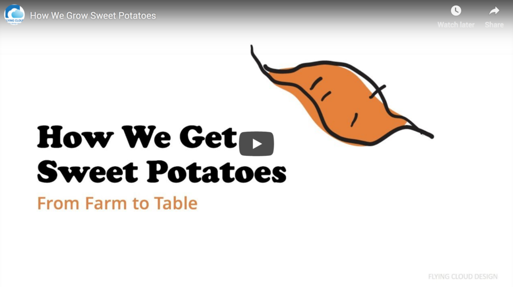 How We Get Sweet Potatoes