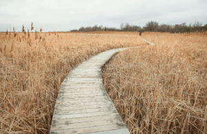 Plum Island Marsh