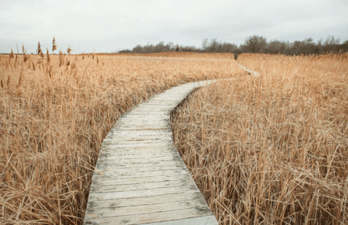 Plum Island Marsh, boardwalk Hellcat Swamp