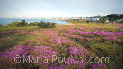 Monterey Ice Plants image for sale by artist Maria Poulos