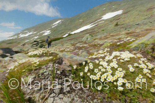 Alpine Garden