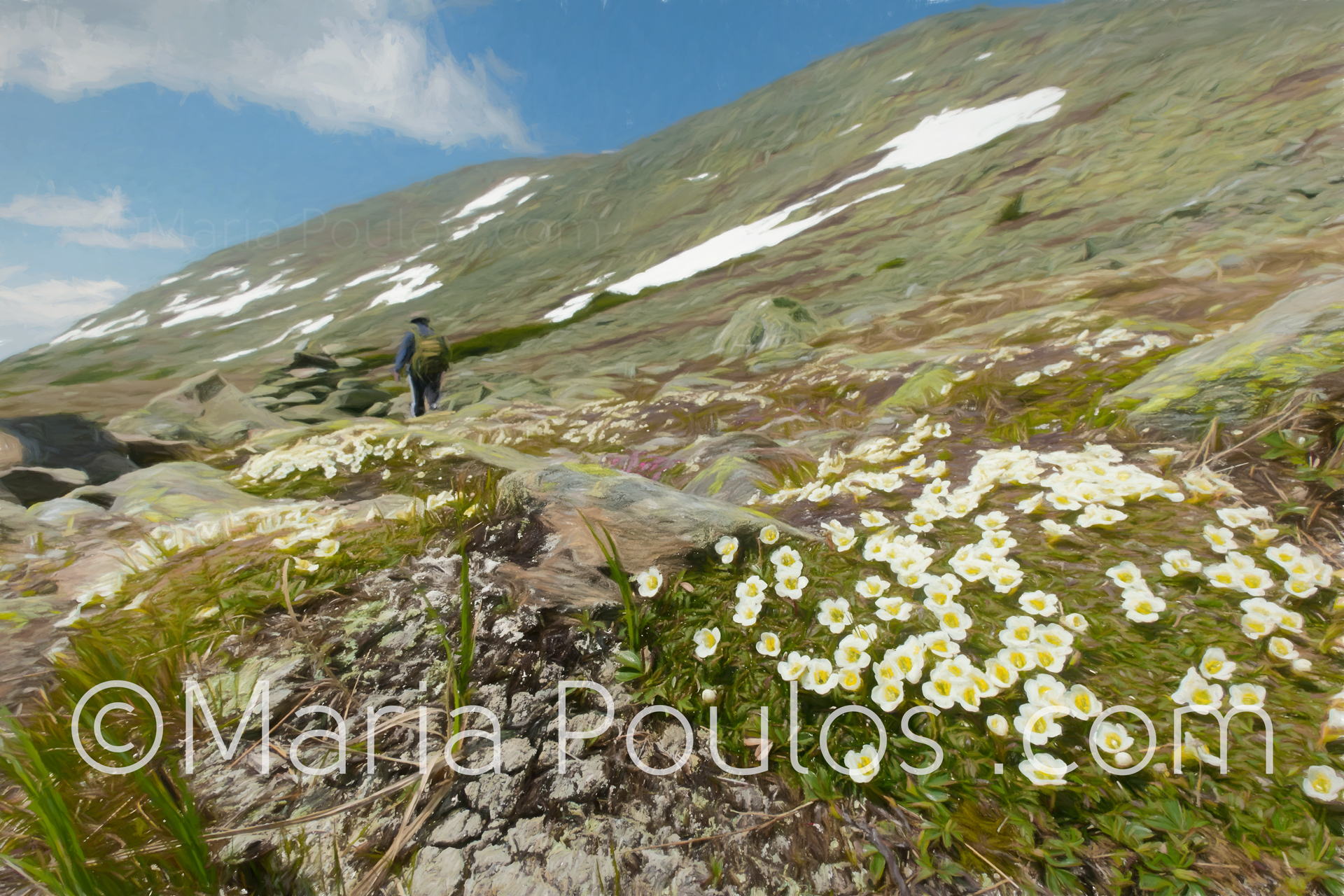 Alpine Garnen Mt Washington NH