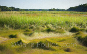 Summer Marsh