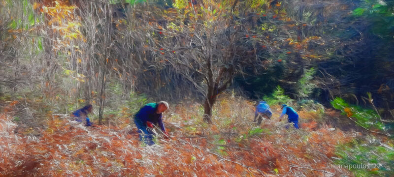 Orchard Reclaiming