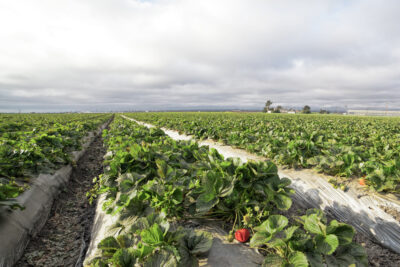 farm-CA-Salinas-Strawberries-mpoulos_MG_3006